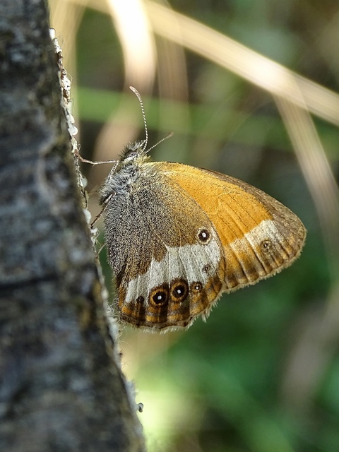 Coenonympha arcania - fehéröves szénalepke