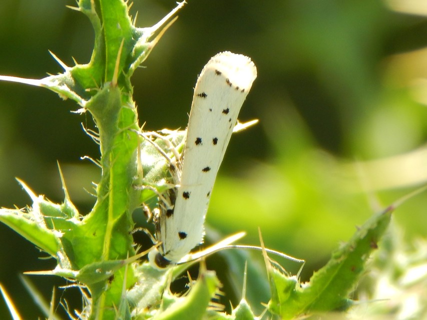 Myelois circumvoluta - pettyes karcsúmoly