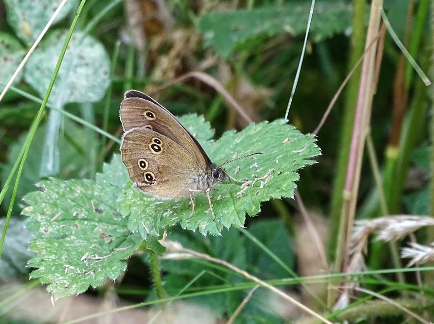 Aphantopus hyperanthus - közönséges ökörszemlepke