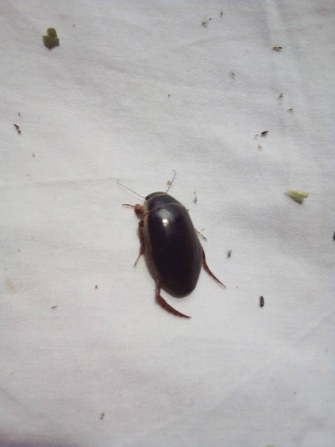 Dytiscus marginalis - szegélyes csíkbogár