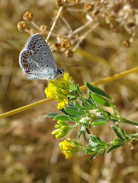 Polyommatus icarus - közönséges boglárka