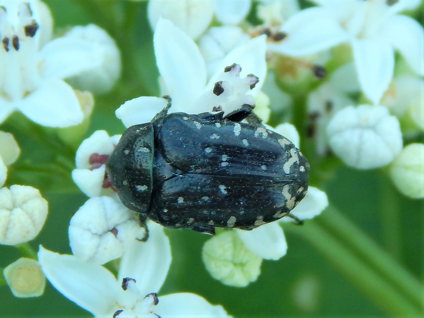 Oxythyrea funesta - sokpettyes virágbogár