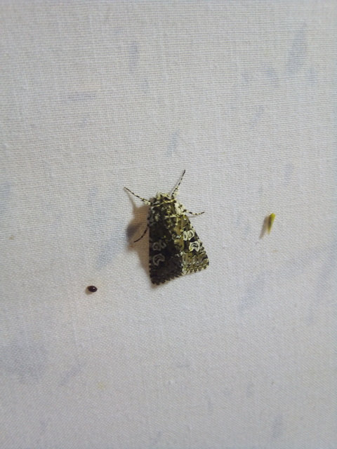 Lamprosticta culta - hármasfoltú bagoly