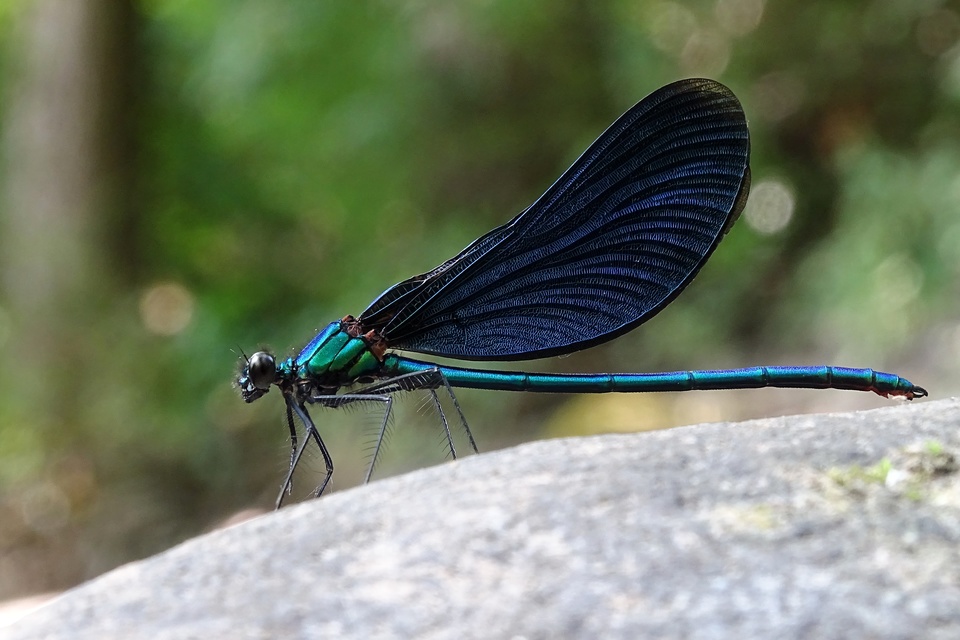 Calopteryx virgo - kisasszony-szitakötő