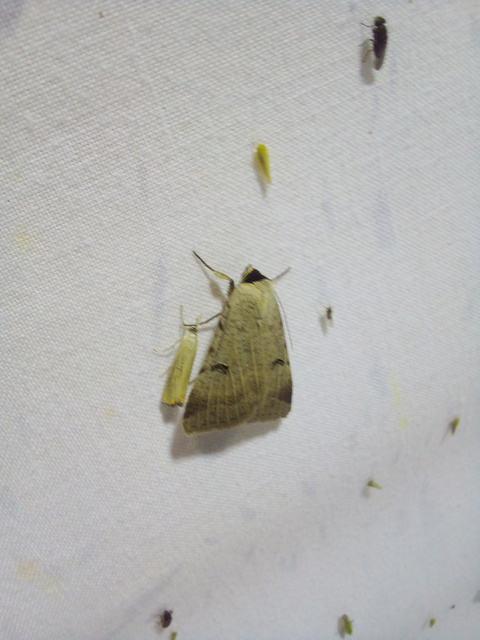 Lygephila craccae - gyakori csüdfűbagoly