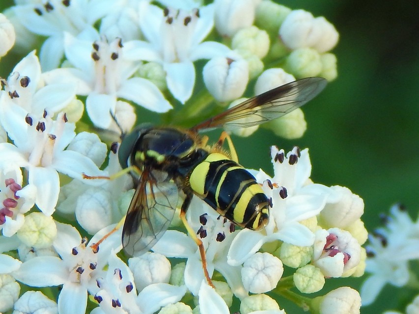 Chrysotoxum bicinctum - kétpántos öveslégy