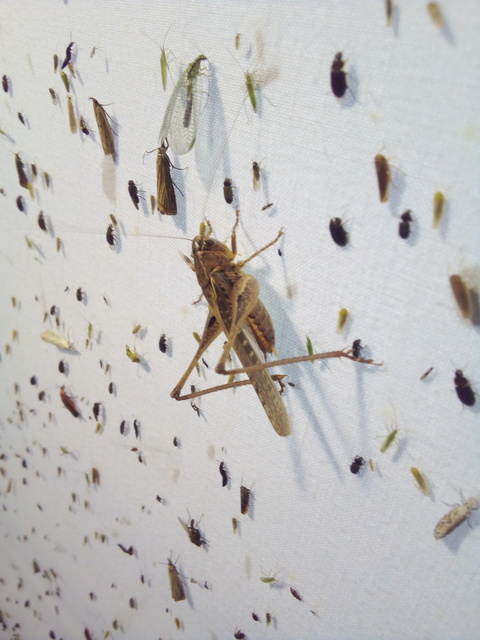 Platycleis affinis - púposhasú rétiszöcske