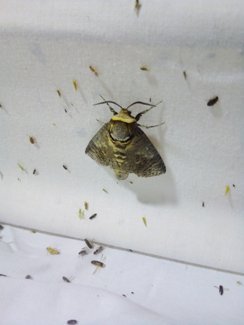 Cossus cossus - fűzfarontólepke