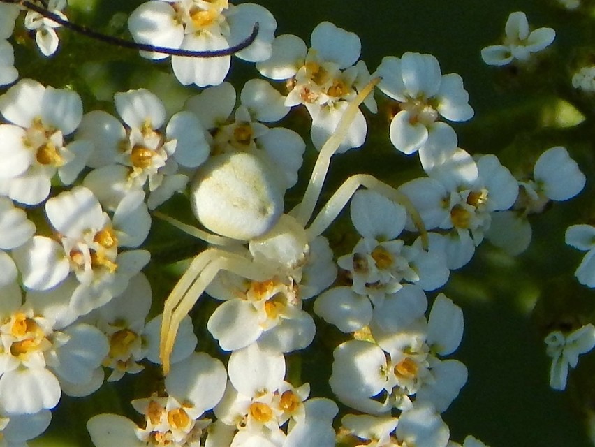 Misumena vatia - viráglakó karolópók