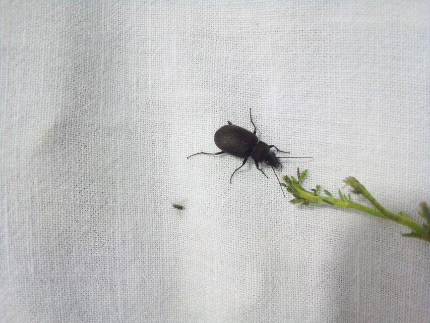 Chlaenius tristis - fekete bűzfutó