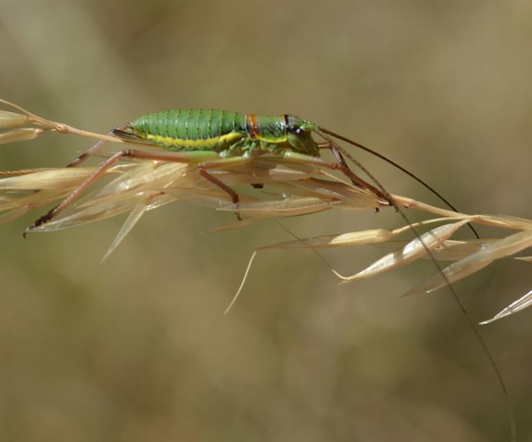 Ephippiger ephippiger - nyergesszöcske