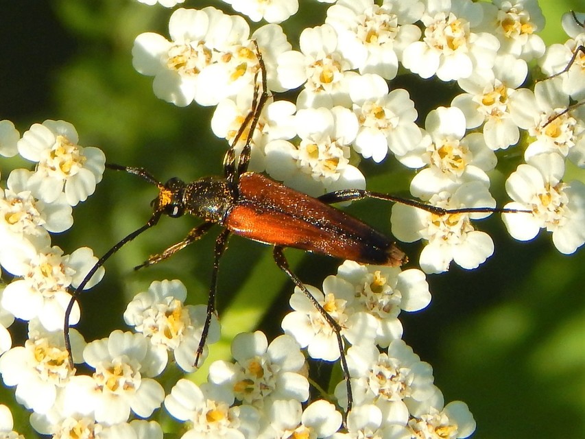 Stenurella bifasciata - kétöves karcsúcincér