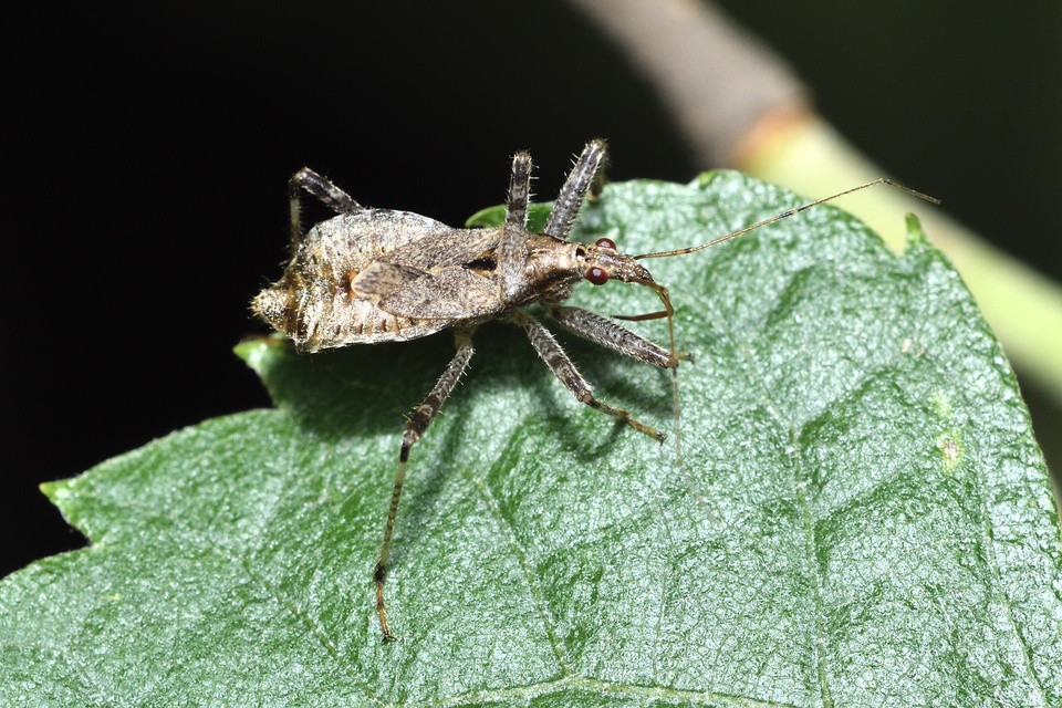 Himacerus apterus - nagy tolvajpoloska