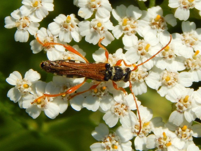Stenopterus flavicornis - sárgacsápú keskenyfedőscincér