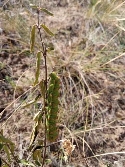 Saturnia pavoniella/pavonia