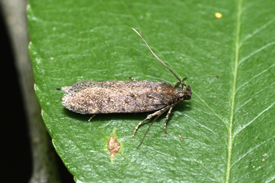 Agonopterix heracliana - közönséges laposmoly