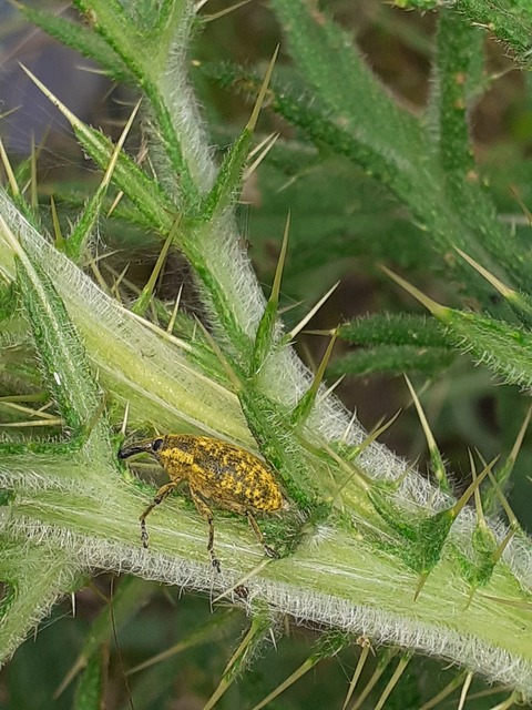 Larinus sturnus - aszat-púderbarkó
