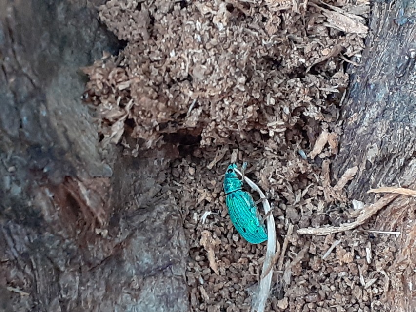 Polydrusus formosus - selymes lombormányos