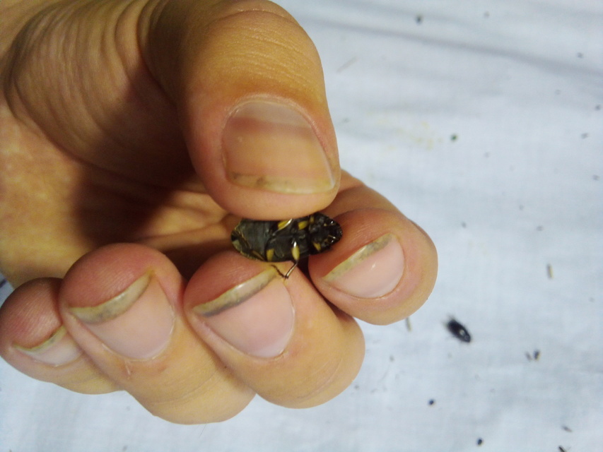 Hydrochara flavipes - sárgalábú csibor
