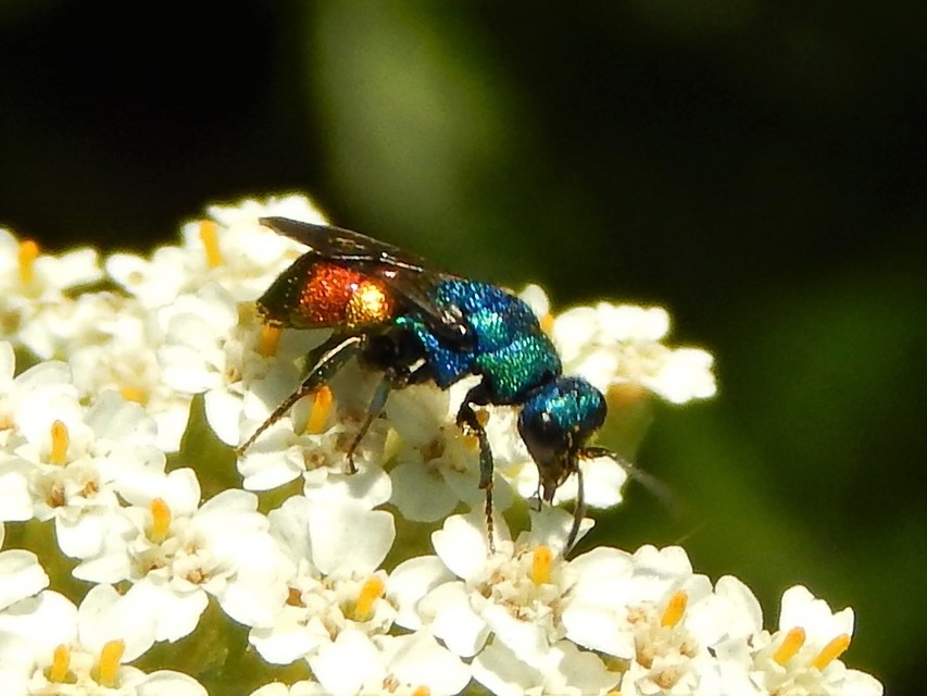 Hedychrum