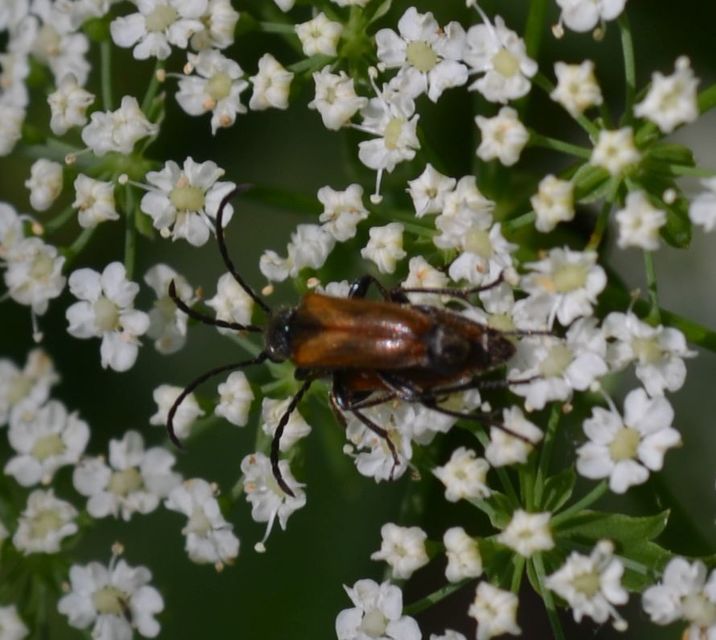 Pseudovadonia livida - barnás virágcincér