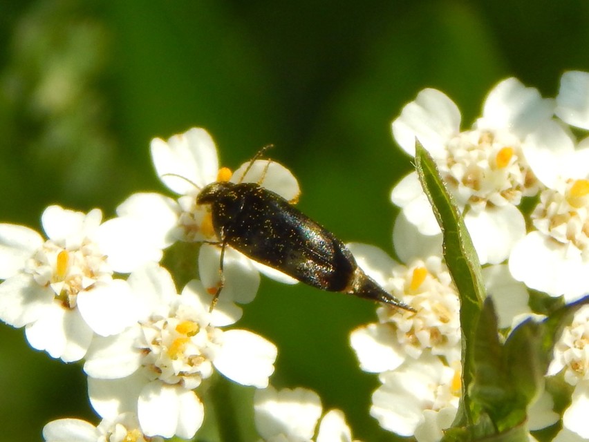 Variimorda villosa - szalagos maróka