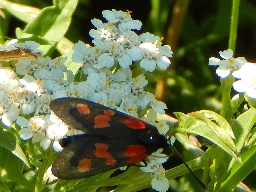 Zygaena