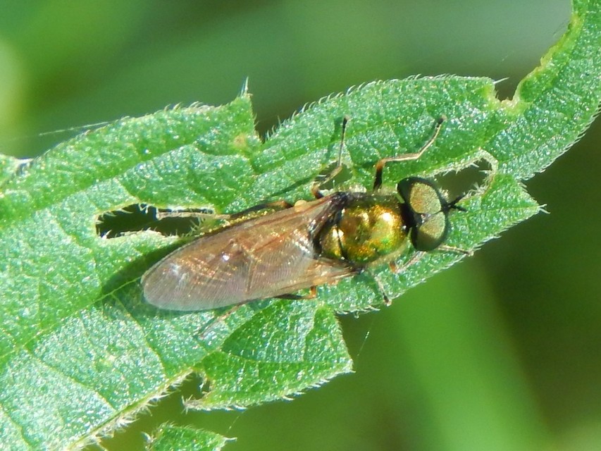 Chloromyia formosa - közönséges fémeslégy