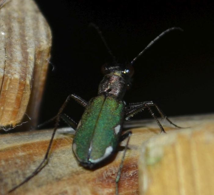 Cylindera germanica - parlagi homokfutrinka