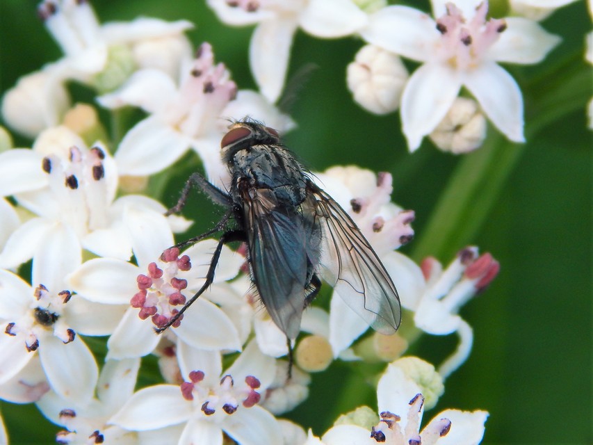 Calliphoridae - dongólegyek