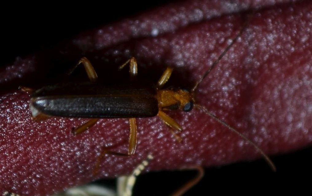 Nacerdes carniolica - karnóliai álcincér