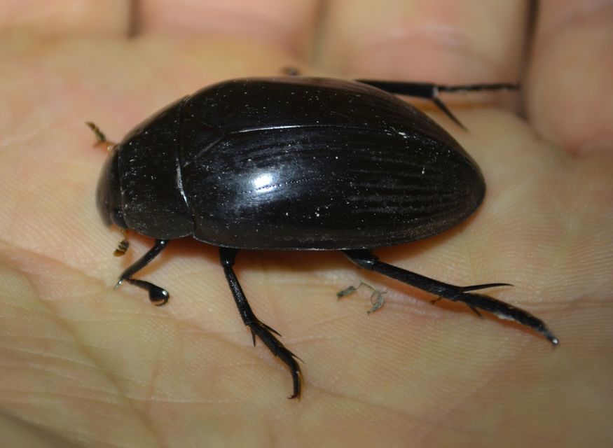 Hydrophilus piceus - közönséges óriáscsibor