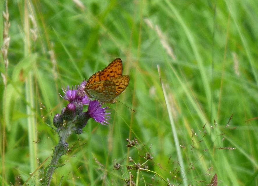 Argynnis adippe - ezüstös gyöngyházlepke