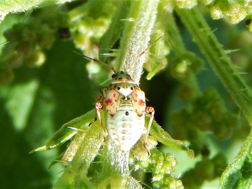Lygus pratensis - változó mezeipoloska