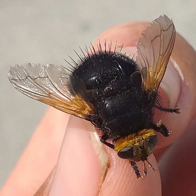 Tachina grossa - óriás fürkészlégy