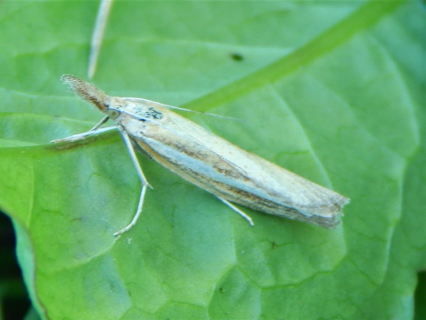 Agriphila