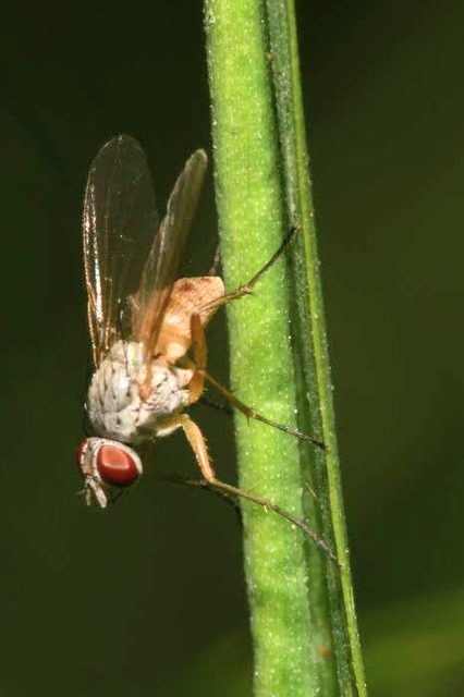 Coenosia