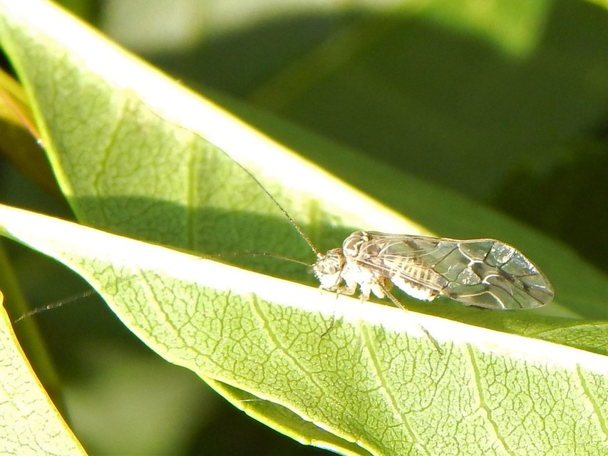 Psocoptera - Fürgetetvek