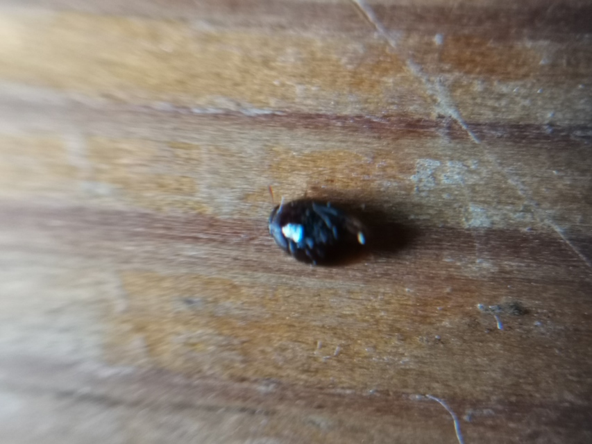 Phalacridae - kalászbogárfélék Phalacridae - kalászbogárfélék