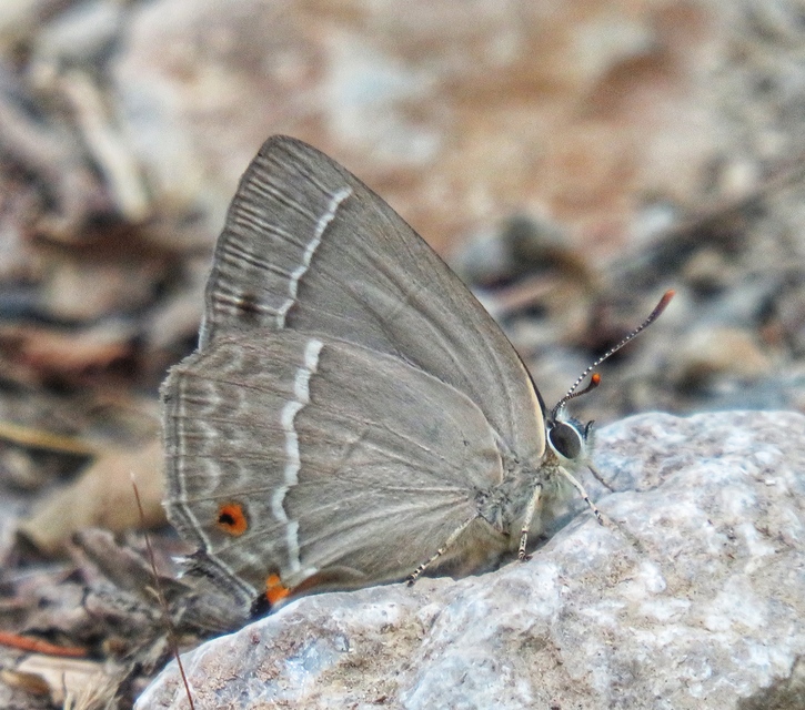 Neozephyrus quercus - tölgyfalepke