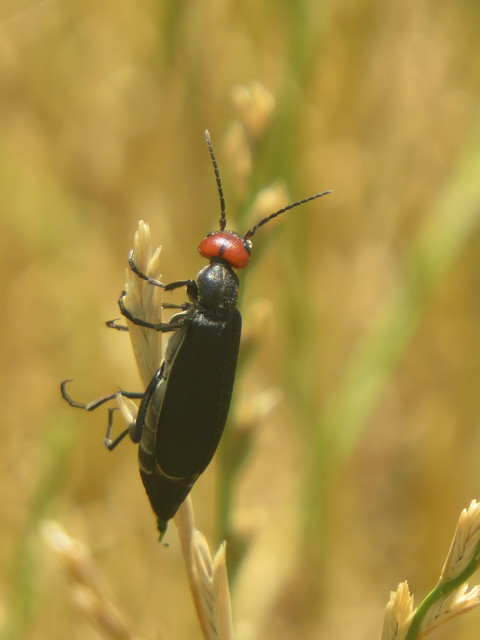 Epicauta rufidorsum - hollóbogár