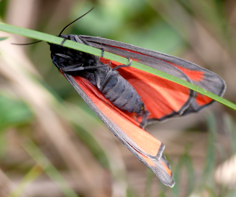 Tyria jacobaeae - jakabfű-medvelepke
