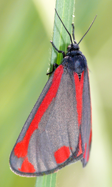 Tyria jacobaeae - jakabfű-medvelepke