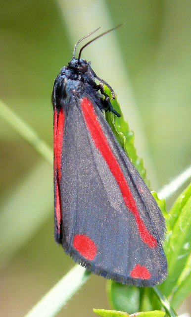 Tyria jacobaeae - jakabfű-medvelepke