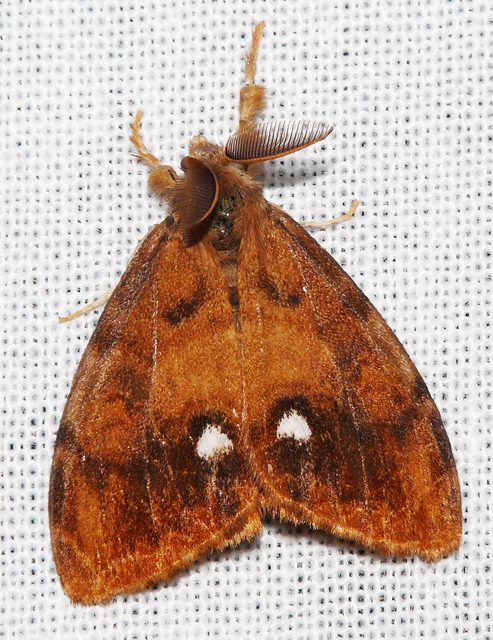 Orgyia antiqua - rozsdabarna kisszövő