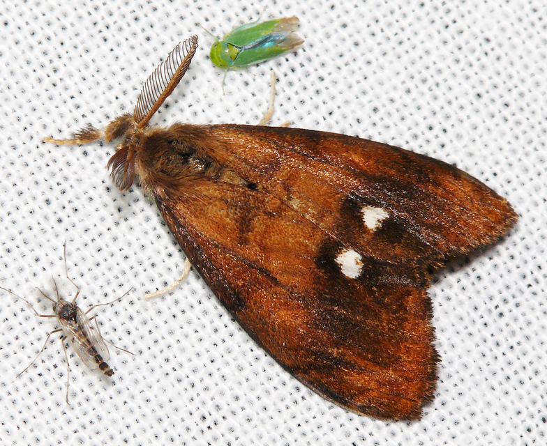 Orgyia antiqua - rozsdabarna kisszövő