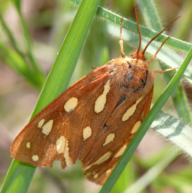 Hyphoraia aulica - barna medvelepke