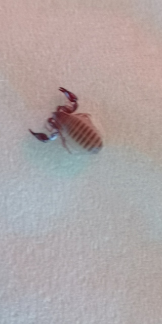 Pseudoscorpionida - Álskorpiók