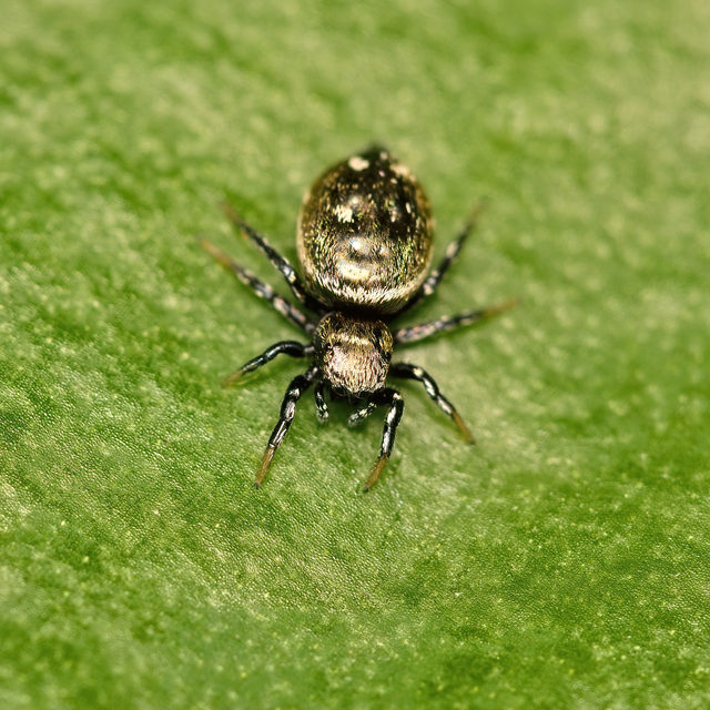 Heliophanus