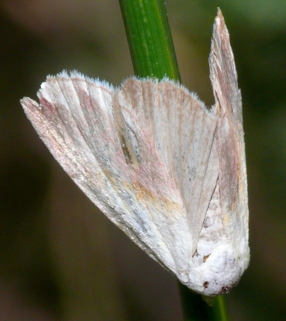 Eublemma purpurina - bíboros törpebagoly